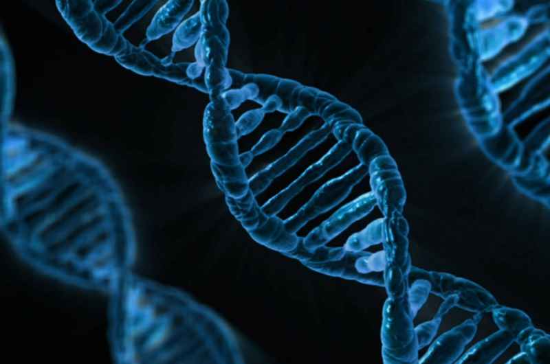 ALK1 Gene Contributes to Atherosclerosis Development - Medical News Bulletin