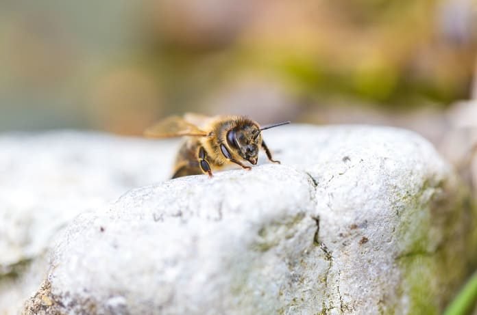 socially unresponsive bees