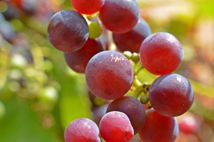 Resveratrol and diabetes