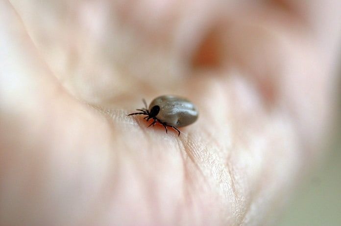 Lyme disease: Obstacles to diagnosis and effective treatment
